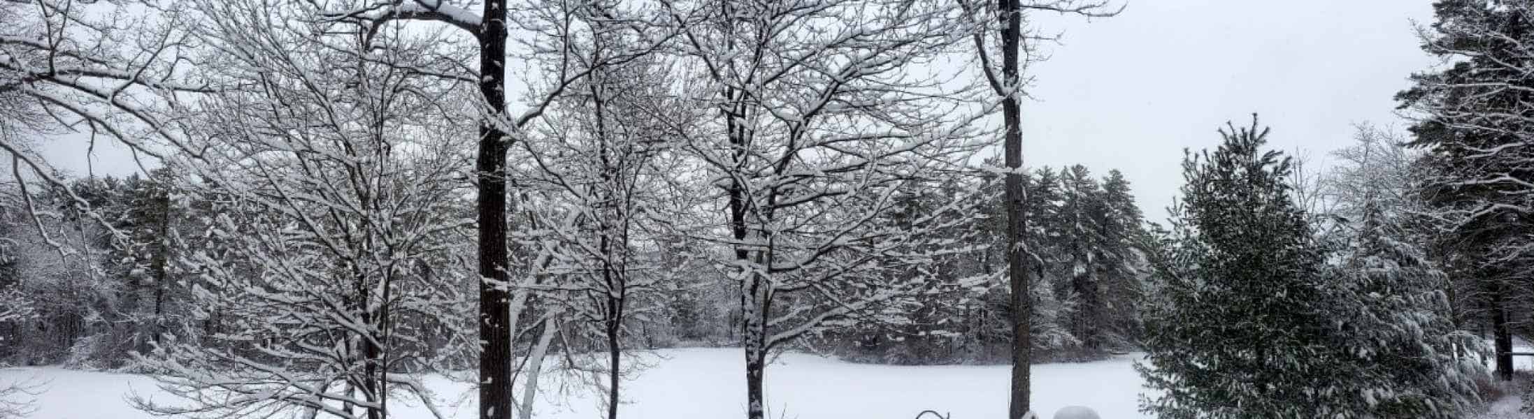 Winter with Snow in Trees at Lake in Barrington, New Hampshire