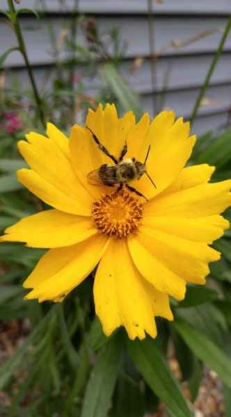 Bumble Bee on a Yellow Flower in Barrington, New Hampshire