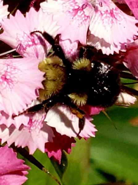 Bumble Bee on a Pink Flower in Barrington, New Hampshire