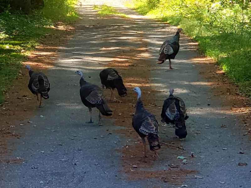 Turkeys on a Dirt Road in Barrington, New Hampshire