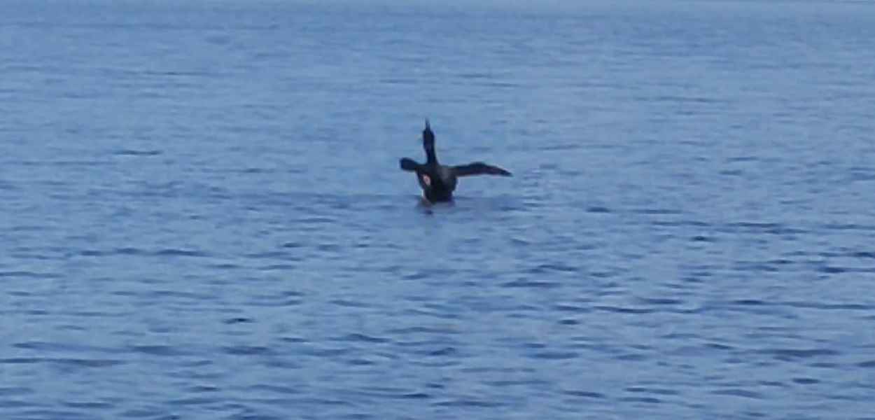 Loon in the Water in Barrington, New Hampshire