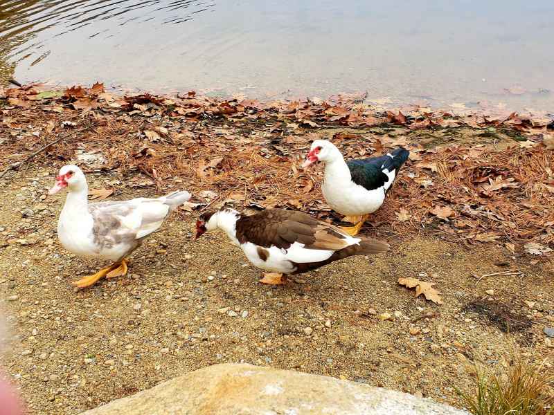 Three Muscovy Ducks at the Lake in Barrington, New Hampshire by Lisa Hoffman