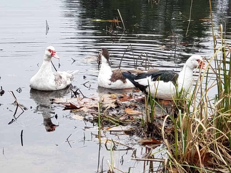 Three Muscovy Ducks in the Lake in Barrington, New Hampshire by Lisa Hoffman