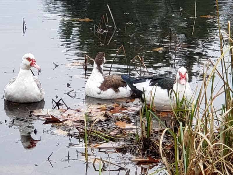 Three Muscovy Ducks in the Lake in Barrington, New Hampshire by Lisa Hoffman