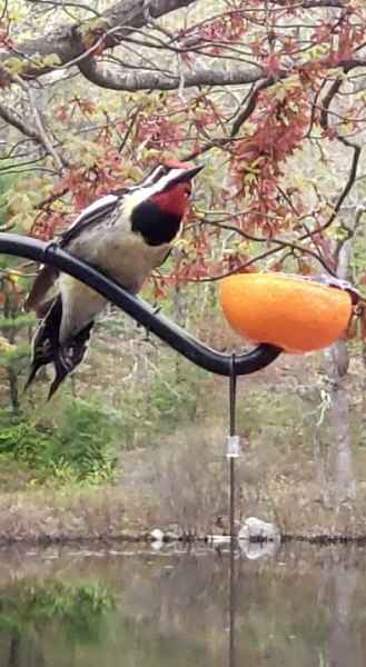 Downy Woodpecker in Barrington, New Hampshire