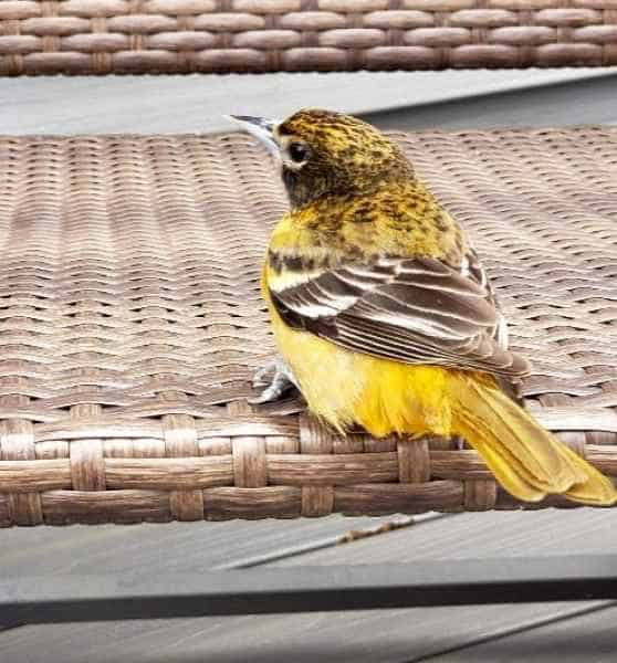 Female Baltimore Oriole on a Cross Stitch Pattern in Barrington, New Hampshire