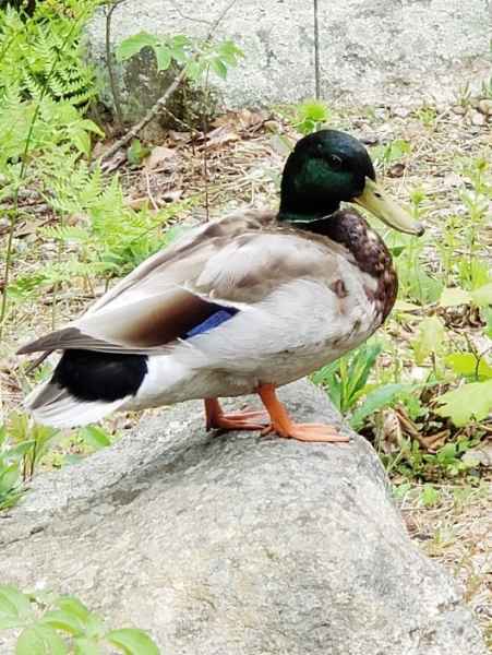 Fully Grown Male Mallard in Barrington, New Hampshire