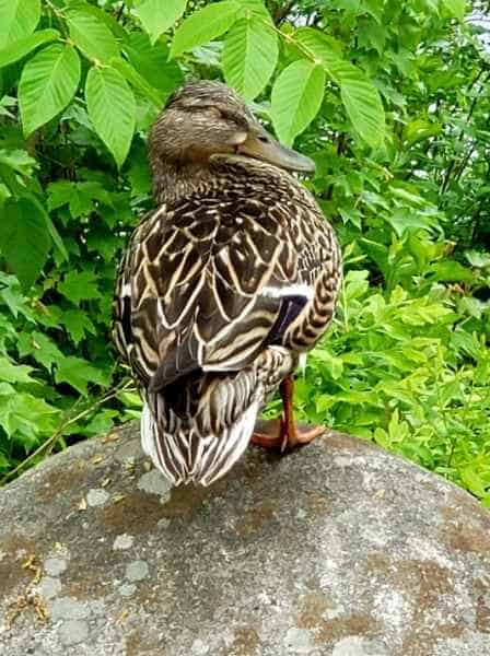 Female Mallard in Barrington, New Hampshire