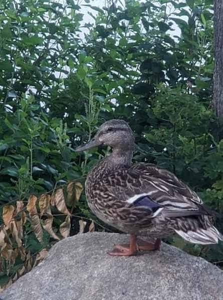 Female Mallard in Barrington, New Hampshire