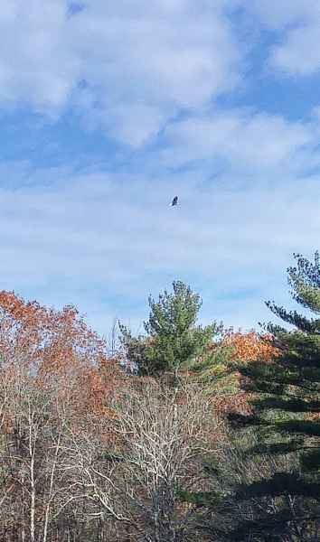 Fall Foliage in Barrington from Lisa Hoffman