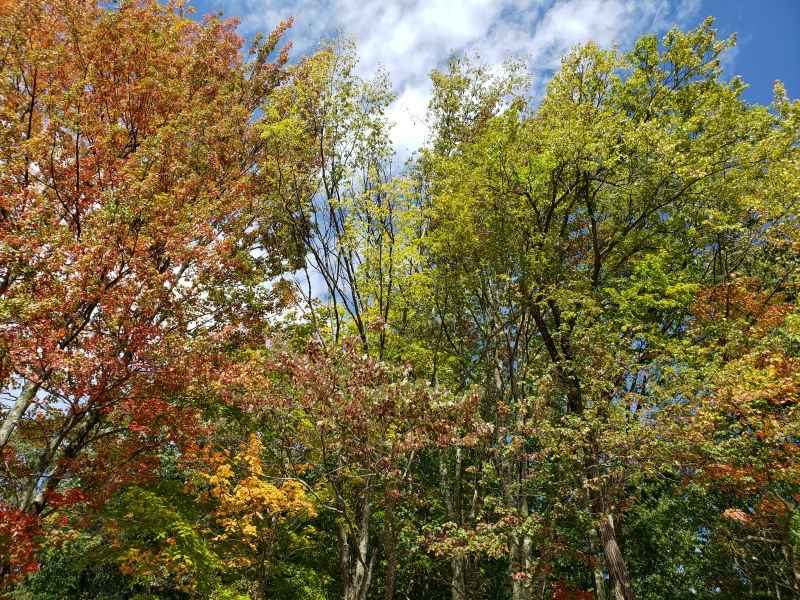 Fall Foliage in Barrington 2019