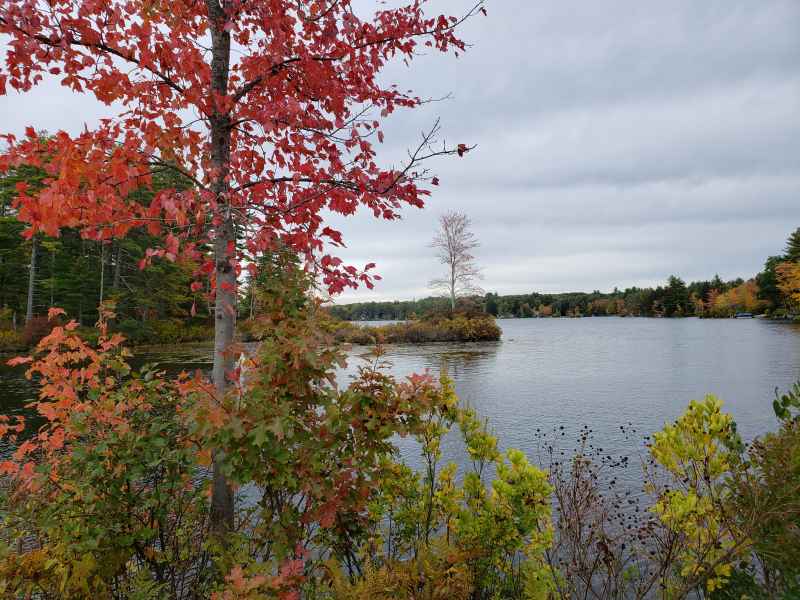 Fall Foliage in Barrington, New Hampshire