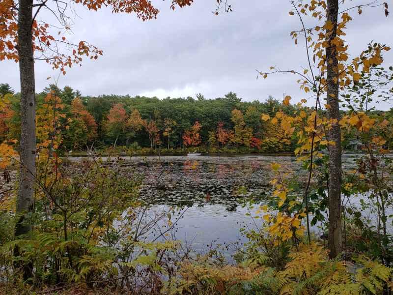 Fall Foliage in Barrington, New Hampshire