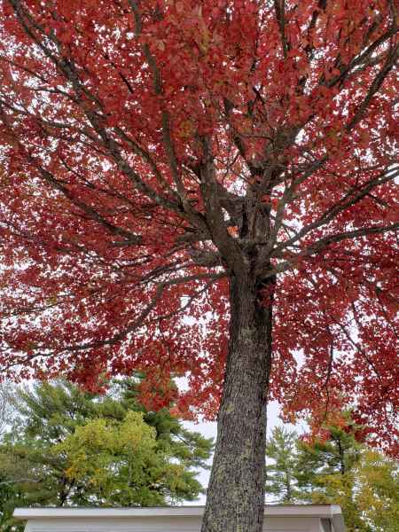 Fall Foliage in Barrington, New Hampshire