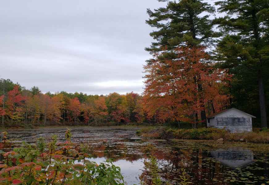 Fall Foliage in Barrington, New Hampshire