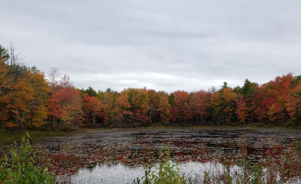 Fall Foliage in Barrington, New Hampshire