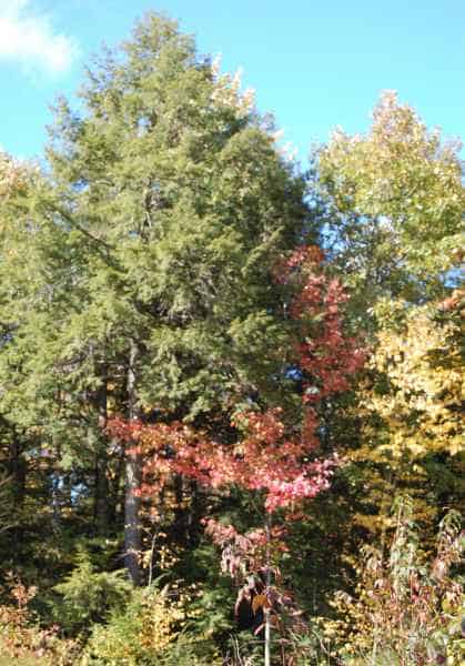 Fall Foliage in Barrington