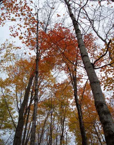 Fall Foliage in New Hampshire