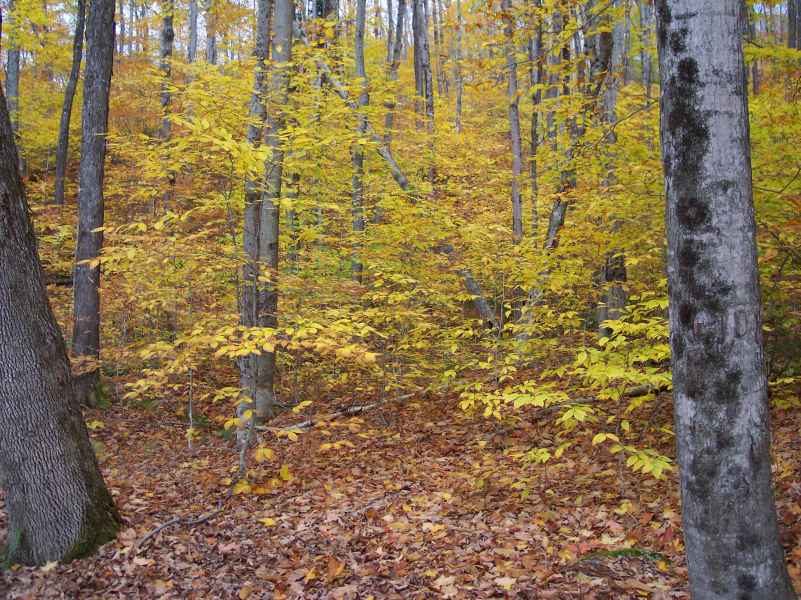 Fall Foliage in New Hampshire