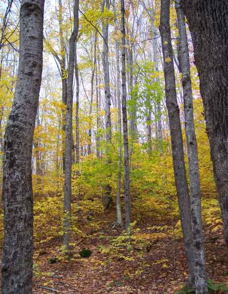 Fall Foliage in New Hampshire