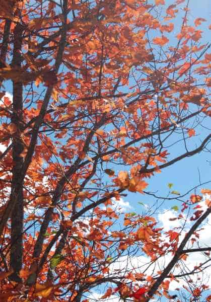 Fall Foliage in New Hampshire