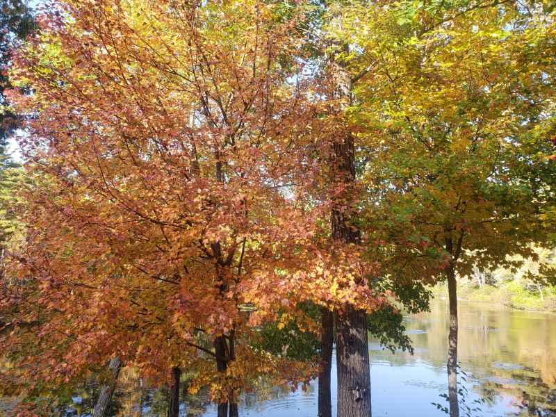 Fall Foliage at The Lake in Barrington from Lisa Hoffman