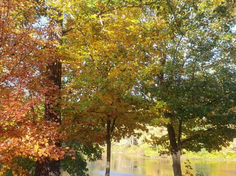 Fall Foliage at the Lake in Barrington from Lisa Hoffman