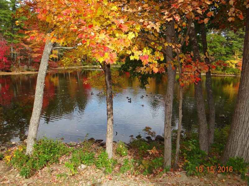 Fall Foliage at the Lake in Barrington from Lisa Hoffman