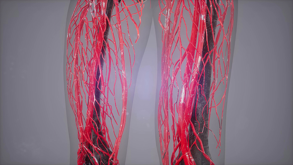 Clear Organs and Clear Bones Clear Organs and Clear Bones