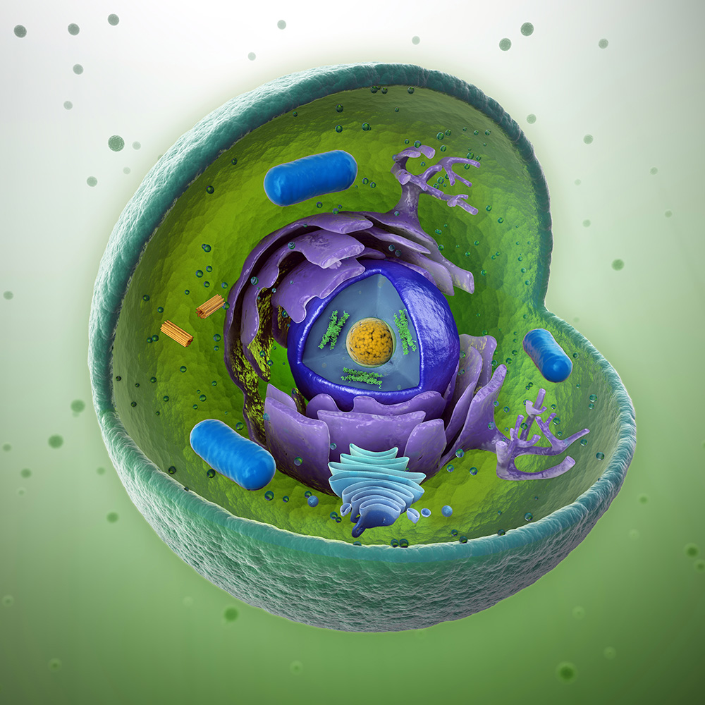 Fabrication of Human Cells Fabrication of Human Cells