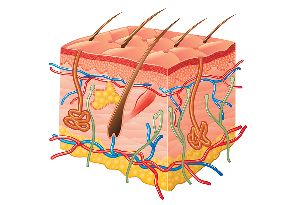 Technology That is Cloned into Human Tissue Technology That is Cloned into Human Tissue